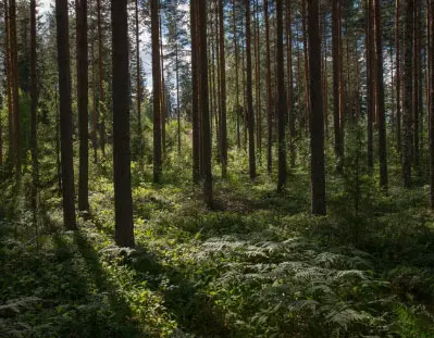 Begräbnis im Wald, Solor Bestattungen