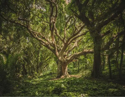 Begräbnis im Wald, Solor Bestattungen